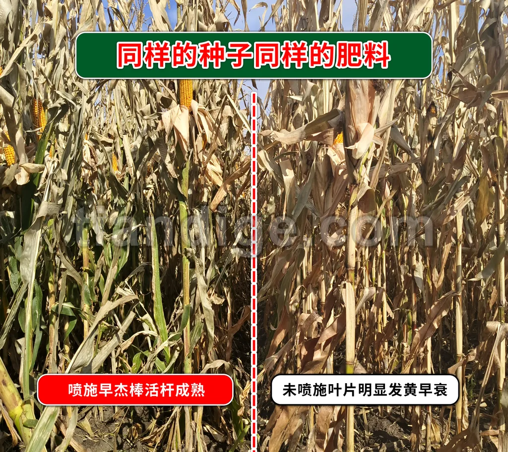 早杰棒 图片 2