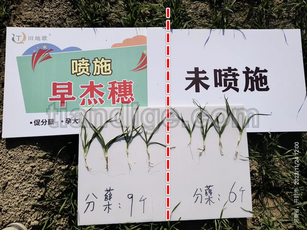 早杰穗 图片 2