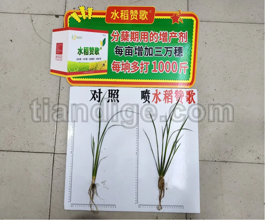 水稻赞歌 图片 2