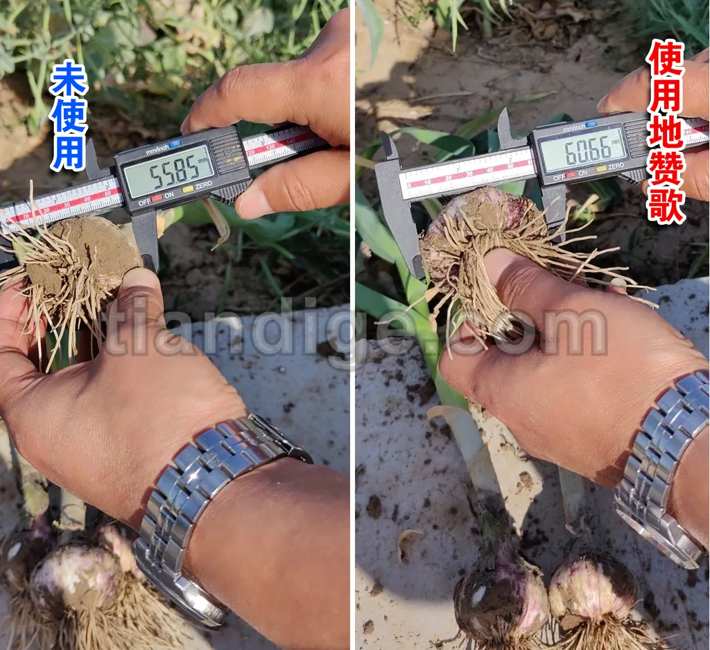 地赞歌 图片 2