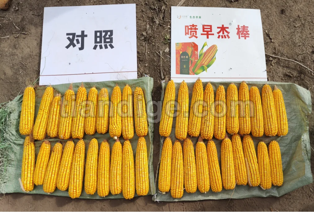 早杰棒 图片 3