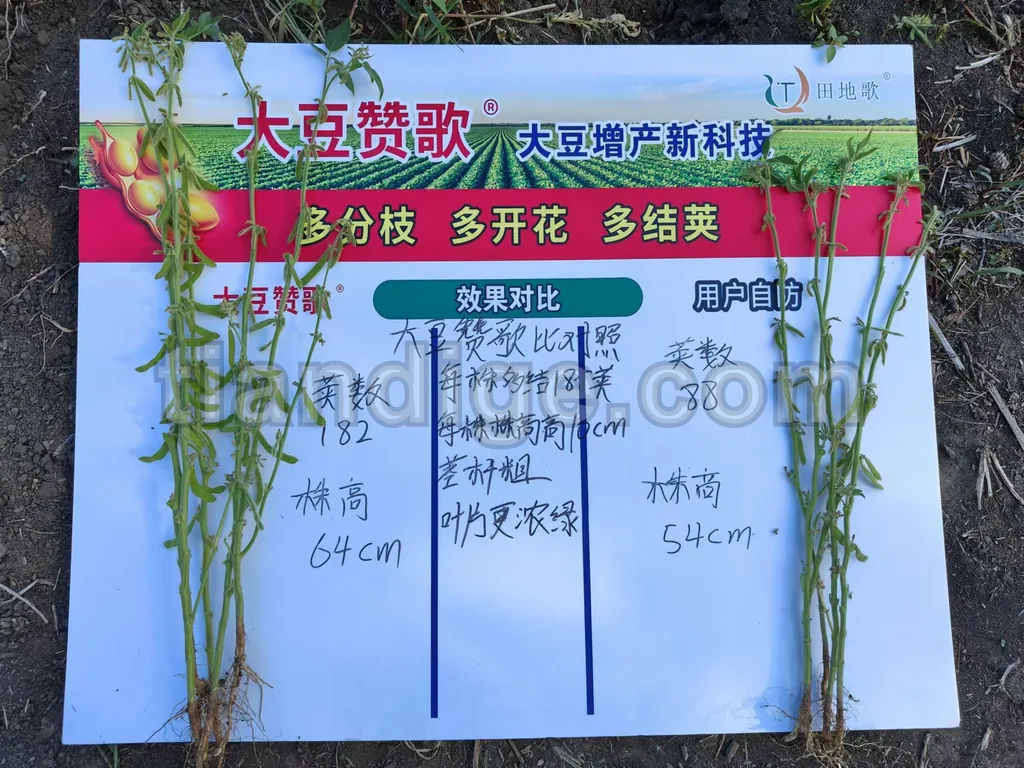 大豆赞歌 图片 3