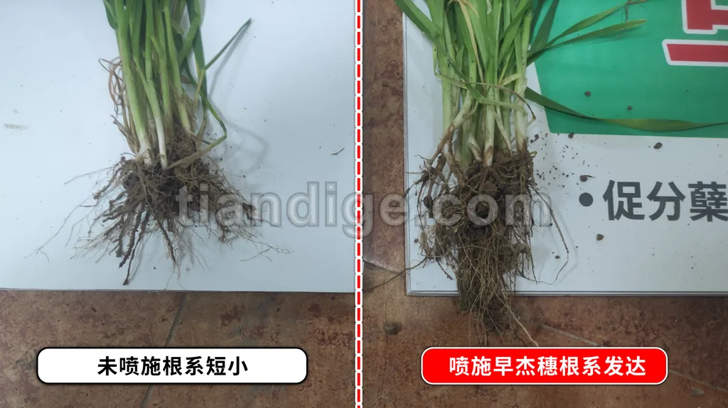 早杰穗 图片 3