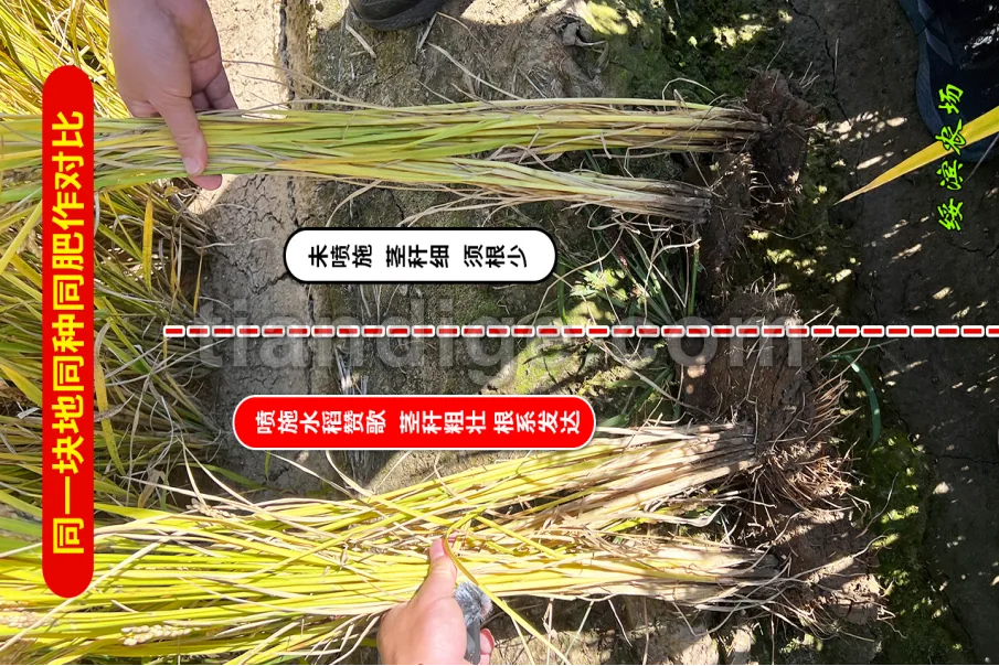 水稻赞歌 图片 3
