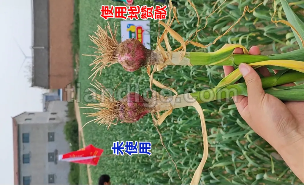 地赞歌 图片 3
