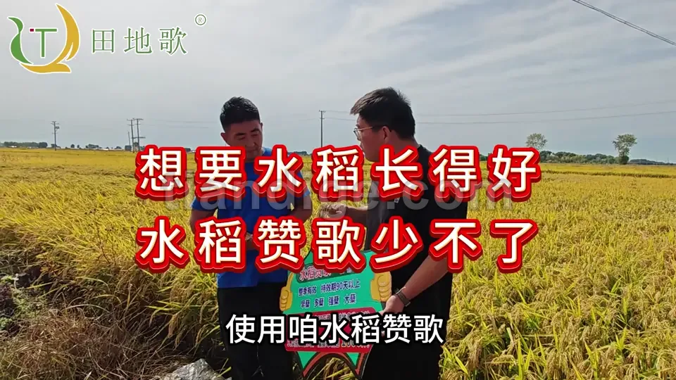分蘖孕穗期长势 视频封面