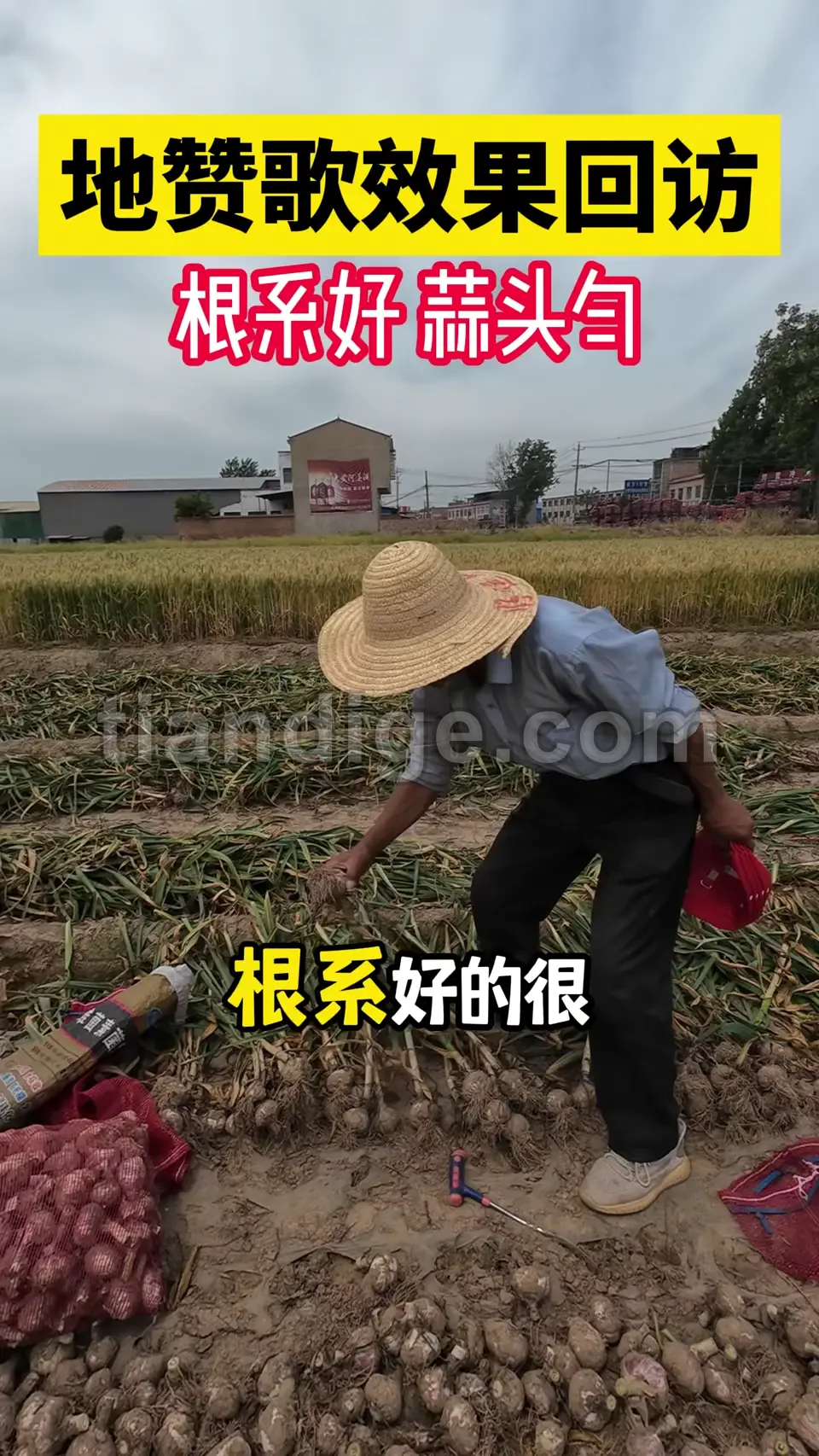 地赞歌长势回访 视频封面
