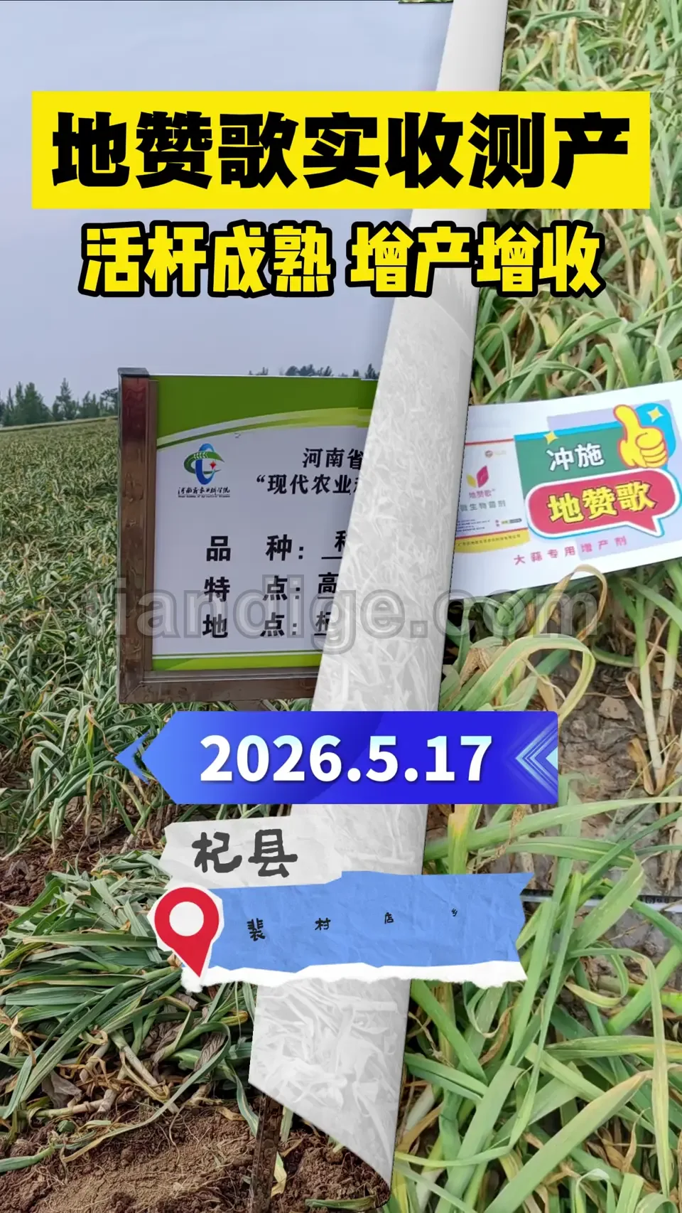 5月17日大蒜实收测产 视频封面