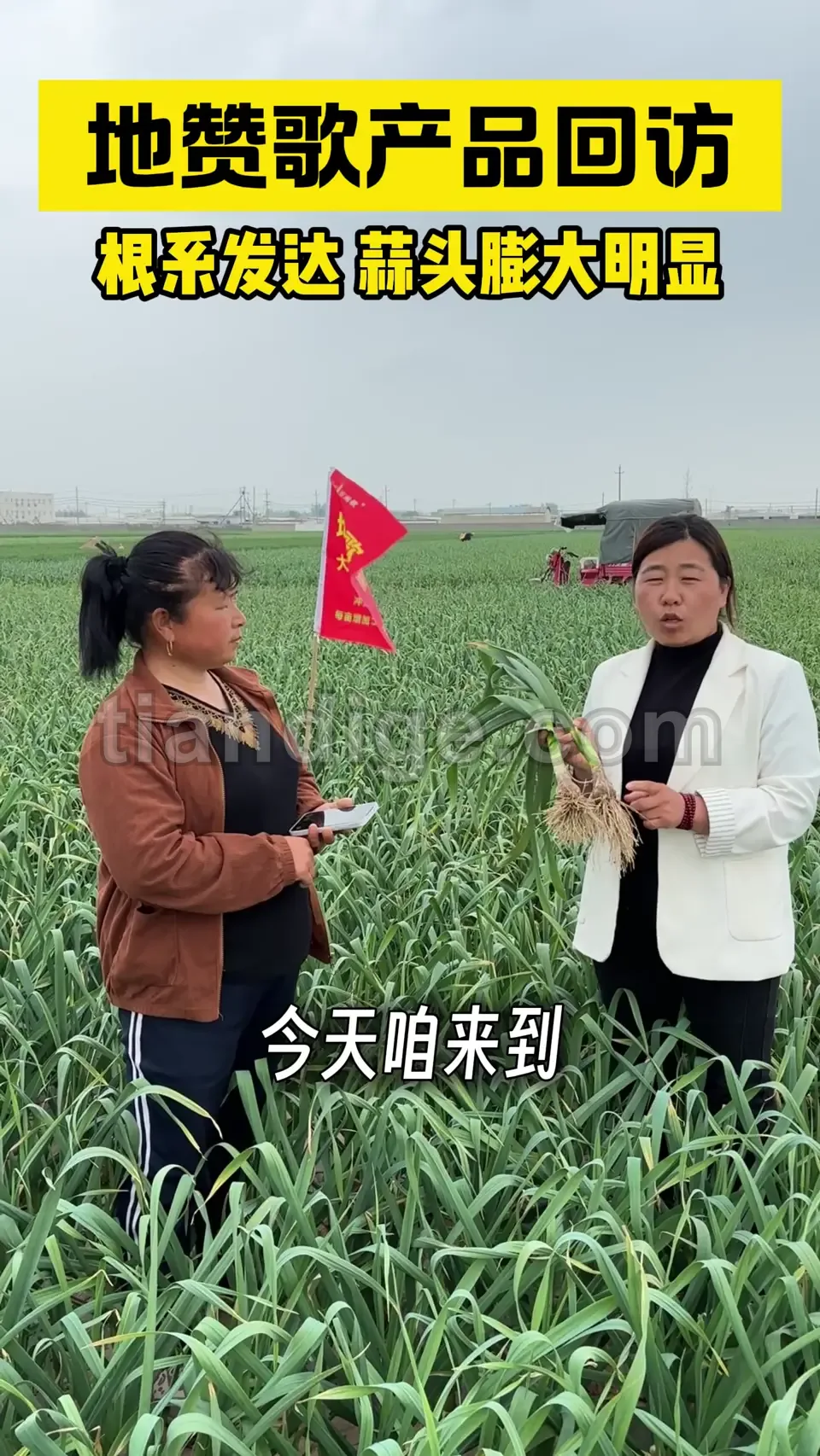 大蒜种植户红姐反馈 视频封面