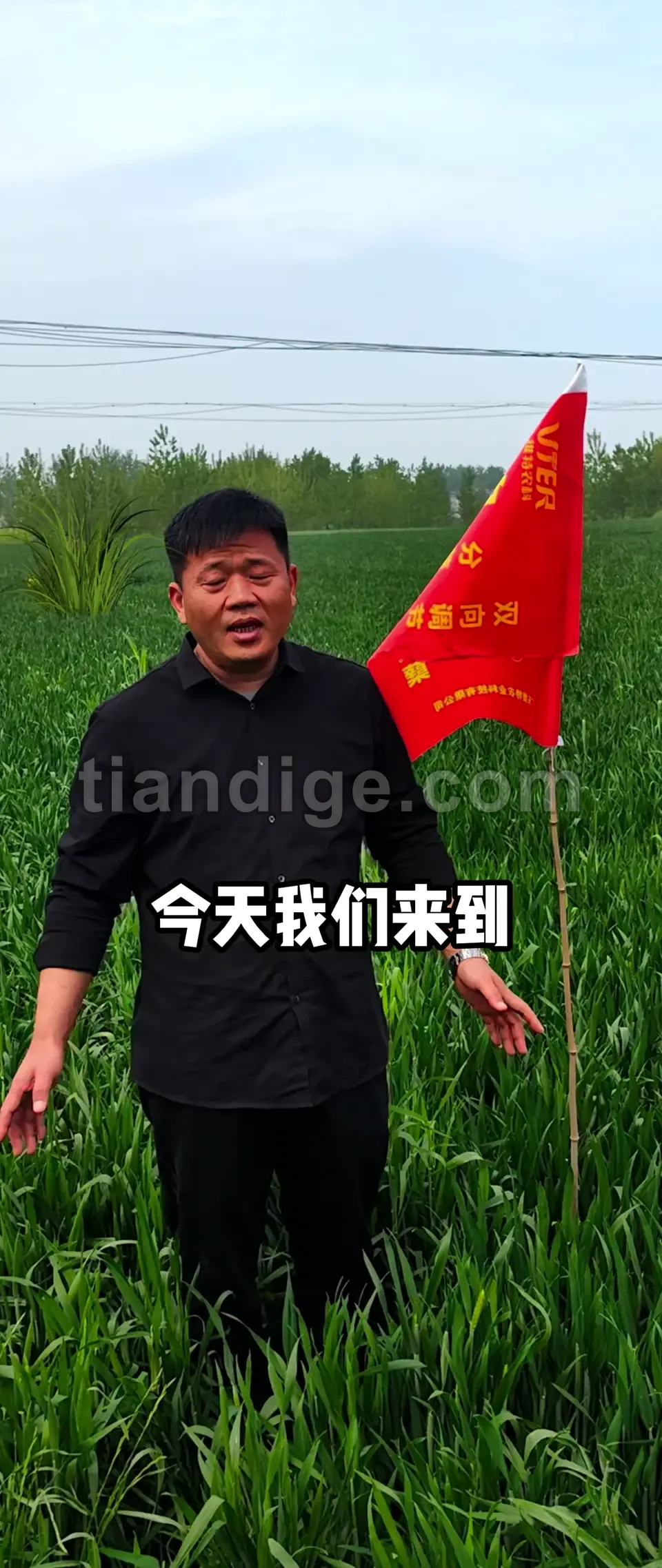韵穗旺田间回访 视频封面