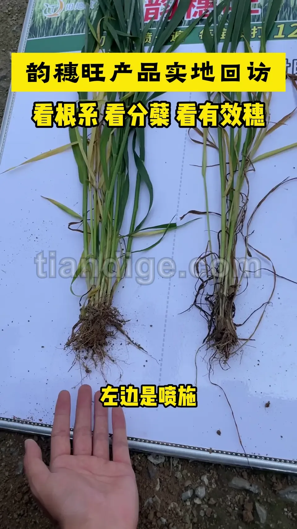 灌浆期结实表现 视频封面